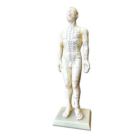 Modello Anatomico di corpo Maschile per l'Agopuntura - 50cm - D027