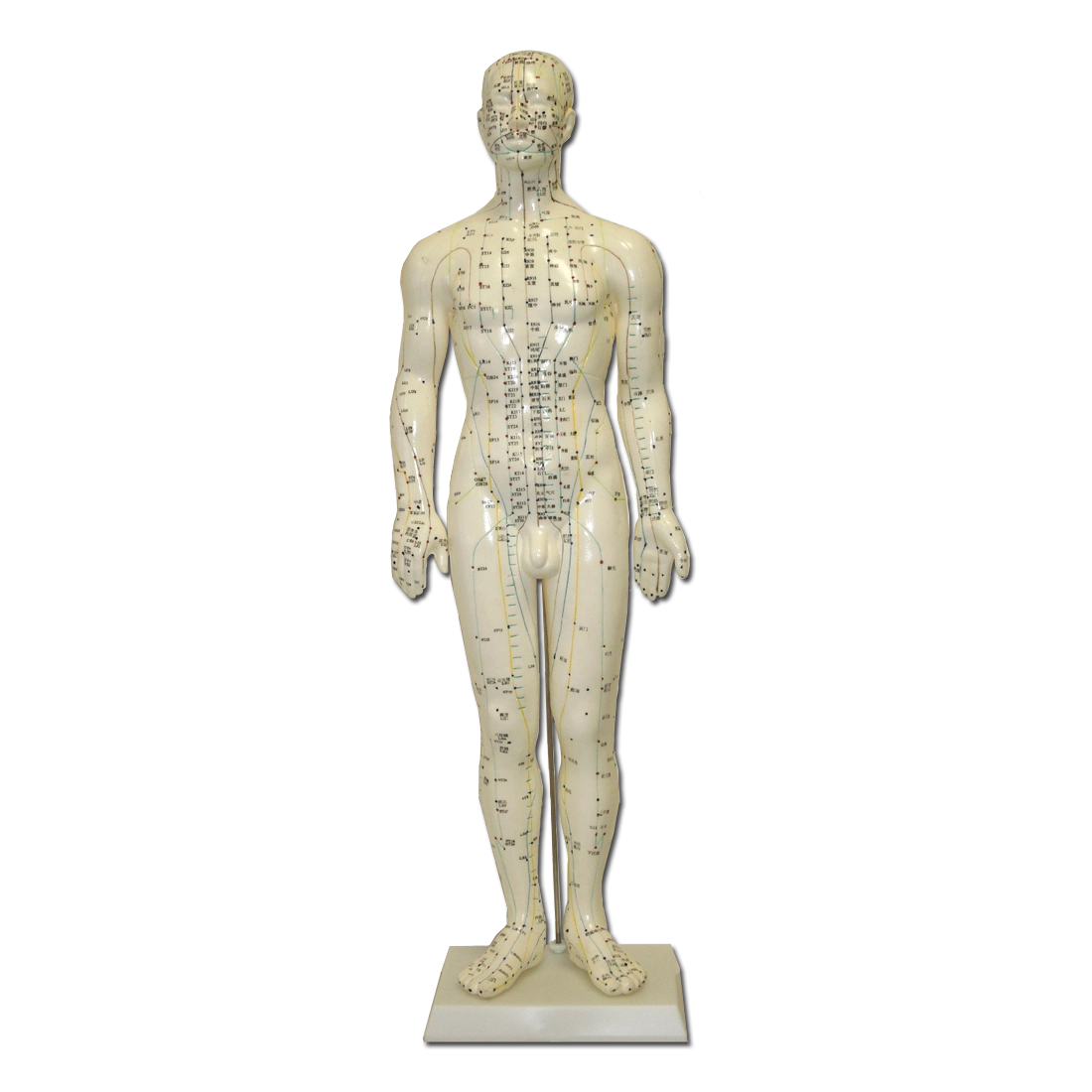 Modello Anatomico di corpo Maschile per l'Agopuntura - 60cm - D027M