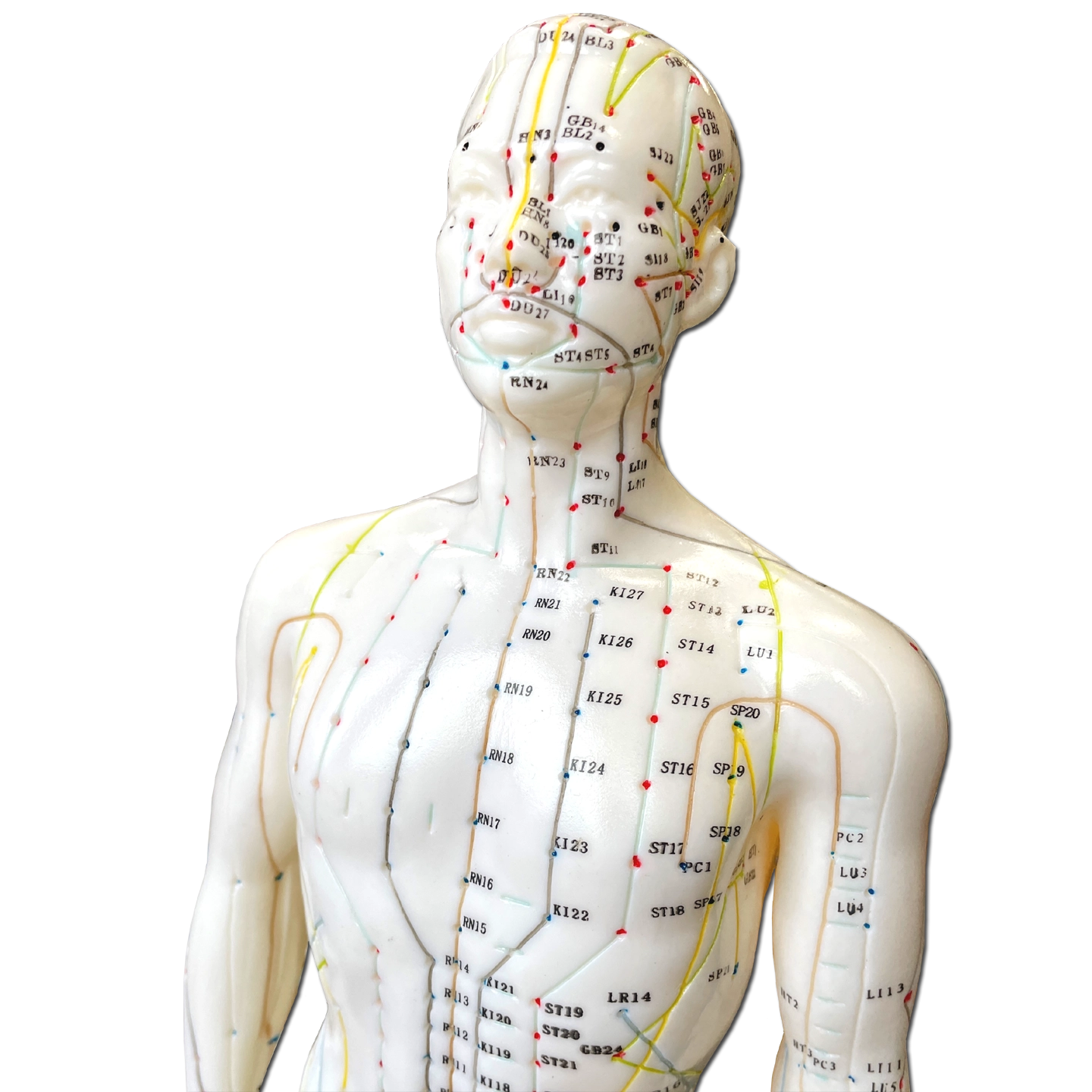 Modello Anatomico di corpo Maschile per l'Agopuntura - 50cm - D027
