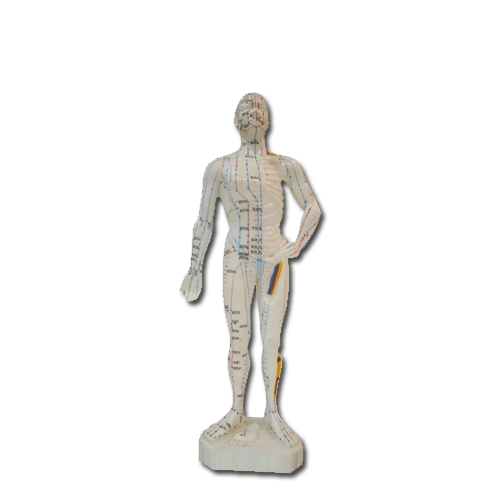 Modello Anatomico di corpo Maschile per l'Agopuntura - 26cm - D027KL