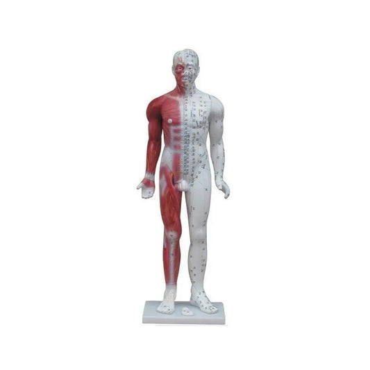 Modello Anatomico di corpo Maschile per l'Agopuntura - 84cm - D027R84