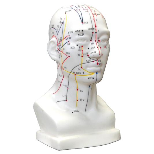 Modello Anatomico per l'Agopuntura - Testa - D-027K