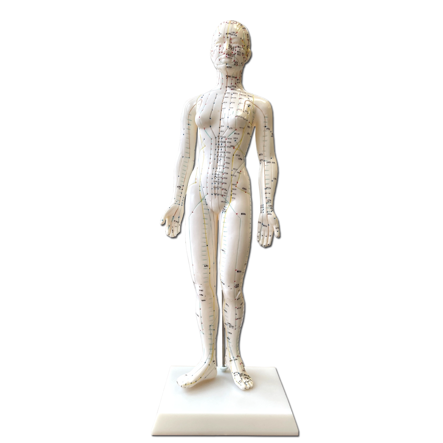 Modello Anatomico di corpo Femminile per l'Agopuntura - 48cm - D027W