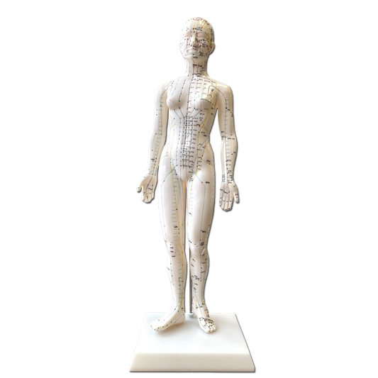 Modello Anatomico di corpo Femminile per l'Agopuntura - 48cm - D027W