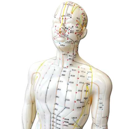 Modello Anatomico di corpo Maschile per l'Agopuntura - 50cm - D027