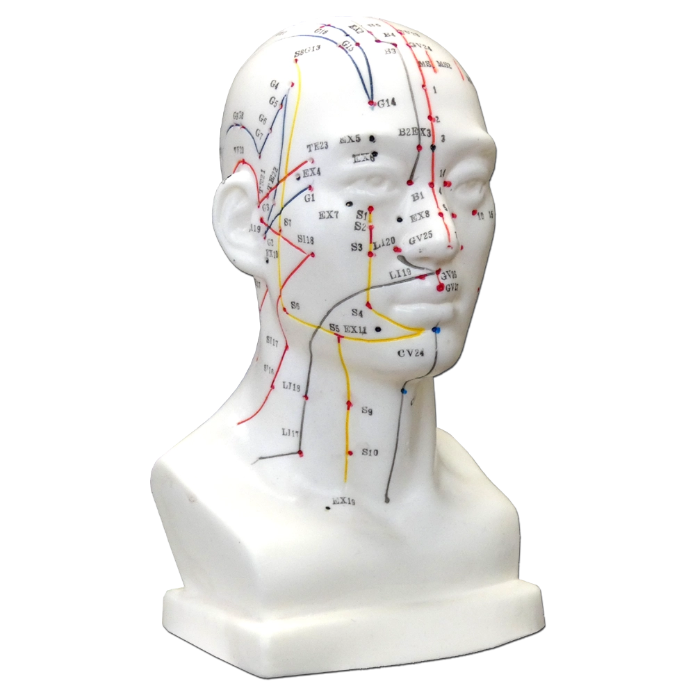 Modello Anatomico per l'Agopuntura - Testa - D-027K
