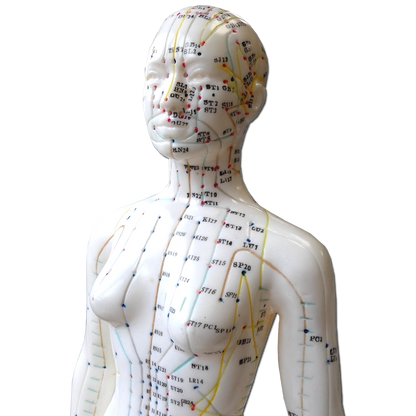 Modello Anatomico di corpo Femminile per l'Agopuntura - 48cm - D027W